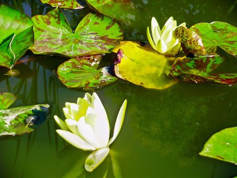 Pond with white water lilies and green leaves