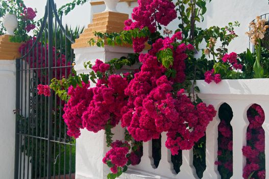 Purple flowers on the entrance with white fence, summer