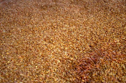 Big quantity of brown seeds as animal food, close up