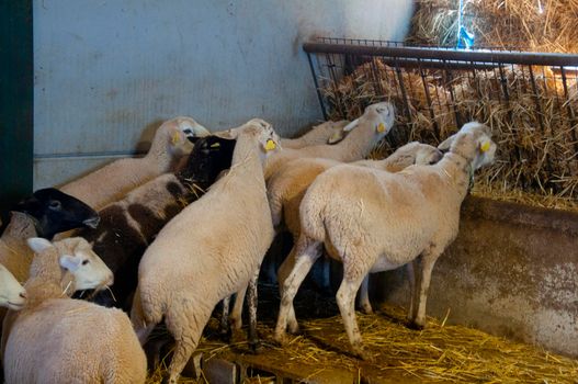 Line of sheeps eating yellow dry hay in the farm