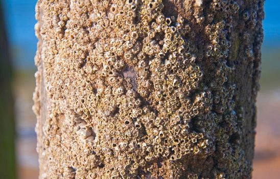 Shell covered trunk in the beach, macro, summer, day time