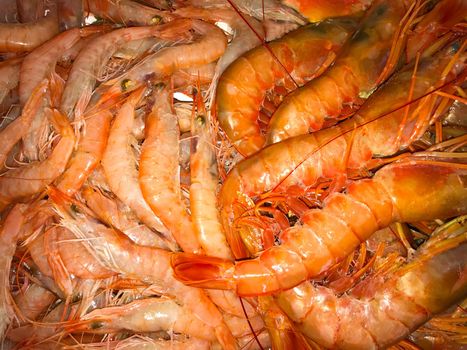 Red shrimps and big langoustines, close up