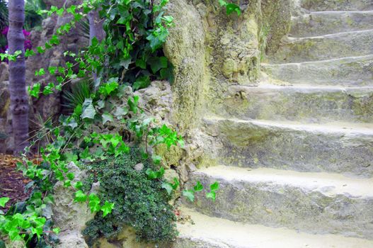 Stone stairs and green ivy on the left side