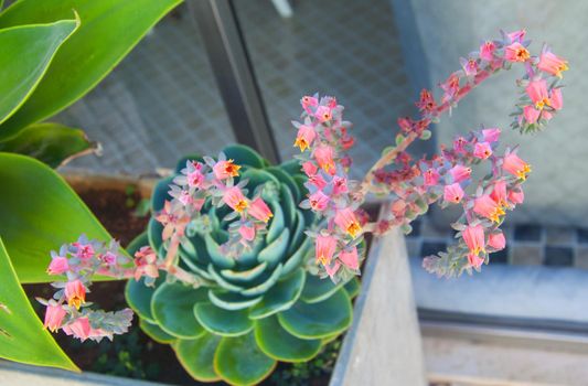 Succulent with pink small flowers, outdoors, summer, Portugal