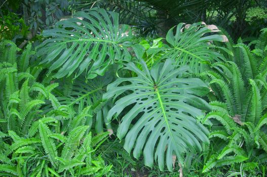 Big green leaves and fern around, park, summer