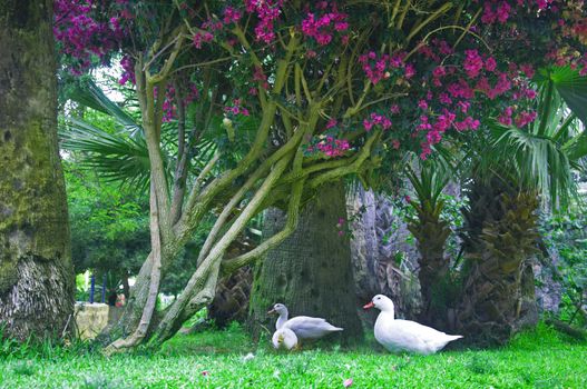 Three white ducks under the tree with purple flowers,summer