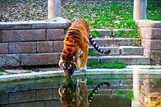 Big tiger drinking waterfrom the pond, autumn, Spain