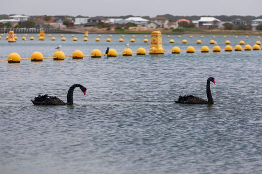 Two black swans paddling in a large estuary near the mouth of the River Murray in Goolwa