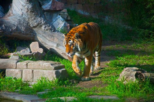 Big tiger walking, green background with bricks and dry wood, autumn