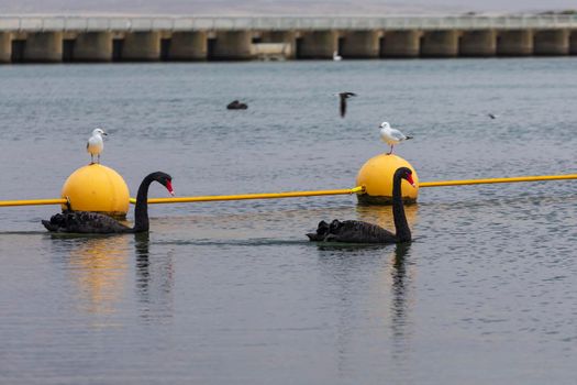 Two black swans paddling in a large estuary near the mouth of the River Murray in Goolwa