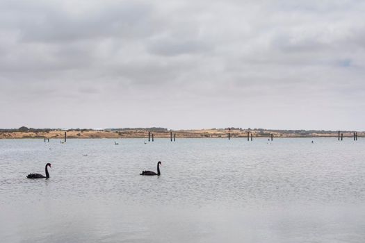 Two black swans paddling in a large estuary near the mouth of the River Murray in Goolwa