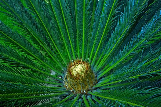 View from above on the top of crown of palm tree