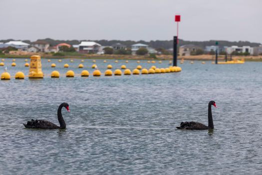 Two black swans paddling in a large estuary near the mouth of the River Murray in Goolwa