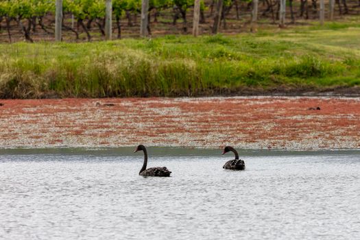 Two black swans paddling on a large lake with other water birds in regional Australia