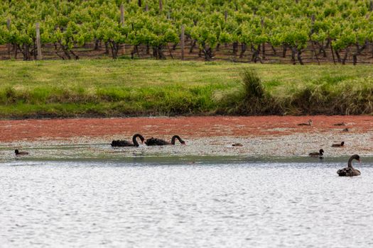 Two black swans paddling on a large lake with other water birds in regional Australia