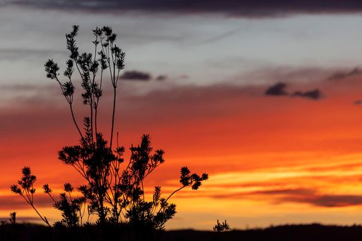 Vibrant red sunset caused by bushfire smoke in the blue mountains in Australia