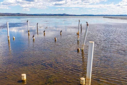 Water birds sitting on old jetty posts in the water near the Long Jetty at The Entrance in regional New South Wales in Australia