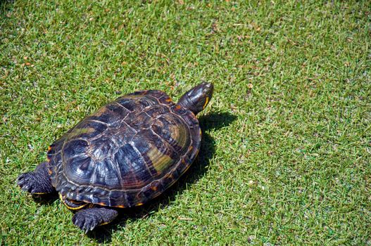 Dark turtle in the green grass, left side, summer