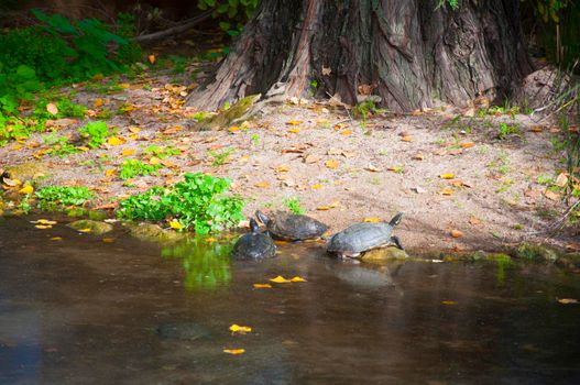 Turtles coming out from pond ashore, autumn