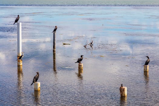 Water birds sitting on old jetty posts in the water near the Long Jetty at The Entrance in regional New South Wales in Australia