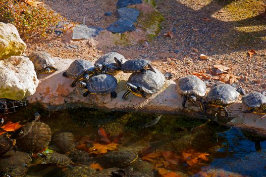 Black turtles having sun in the waterside of small pond, autumn