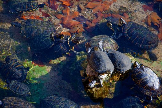 Black turtles having sun in the small pond, autumn