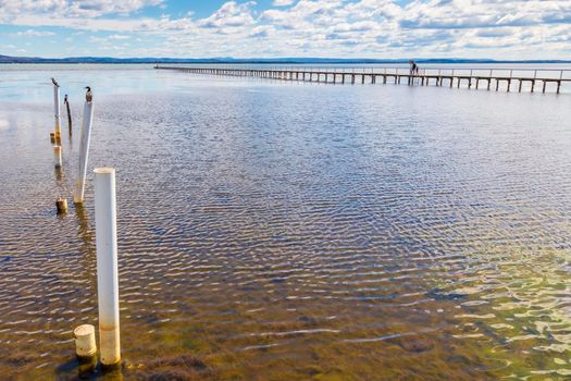 Water birds sitting on old jetty posts in the water near the Long Jetty at The Entrance in regional New South Wales in Australia