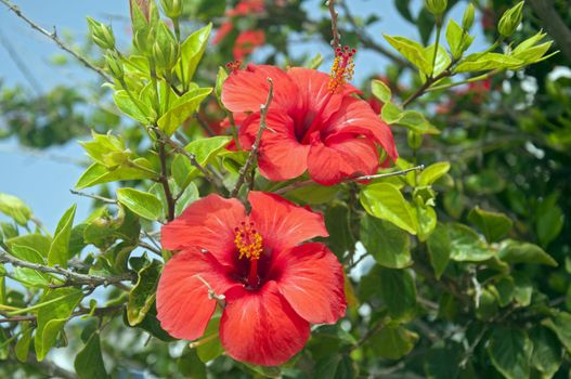 Two big red flowers on the hibiscus tree, summer, Spain