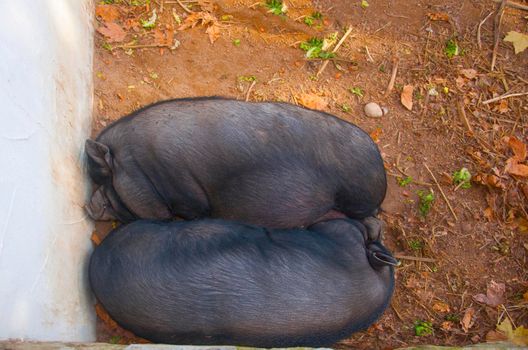 Two big black pigs sleeping together, autumn