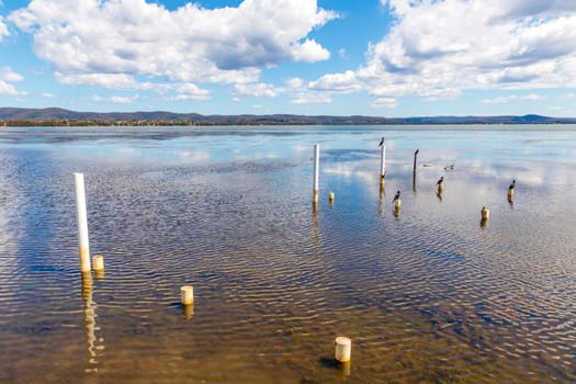 Water birds sitting on old jetty posts in the water near the Long Jetty at The Entrance in regional New South Wales in Australia