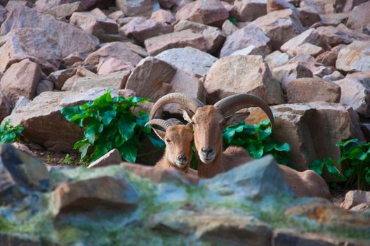 Pair of mountain goats sitting together with rock background, close up