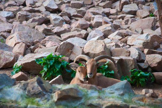 Pair of mountain goats sitting together with rock background, close up