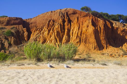 Two seagulls on the seashore with the background of the canyon, summer, Portugal