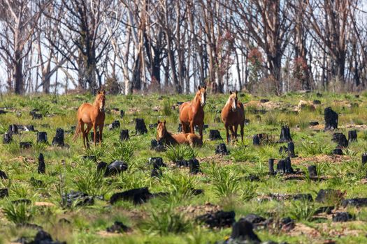 Wild horses standing and laying in a field affected by bushfire in the Central Tablelands of regional New South Wales in Australia