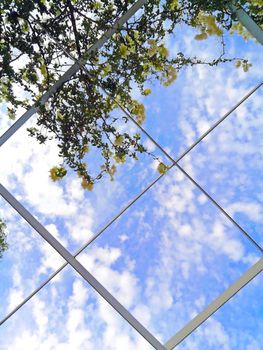 Curly white flowers under the blue sky