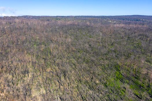 Aerial view of forest regeneration after bushfire in Dargan in the Central Tablelands in regional New South Wales Australia