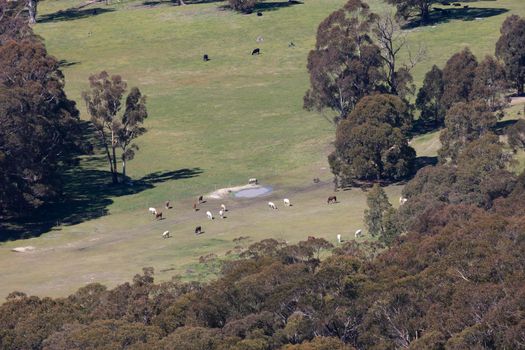 Horses and cows grazing in a valley in the Central Tablelands in regional New South Wales in Australia