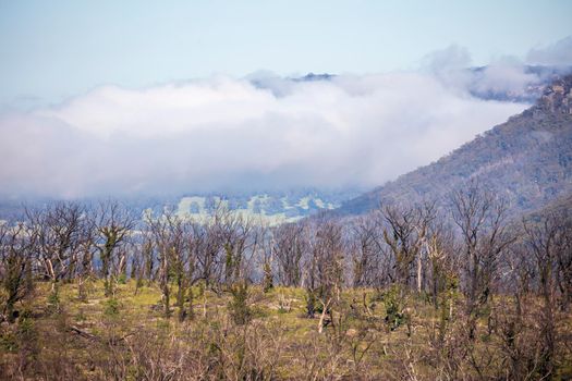 Low clouds in a valley of forest regeneration after bushfires in The Blue Mountains in regional New South Wales in Australia