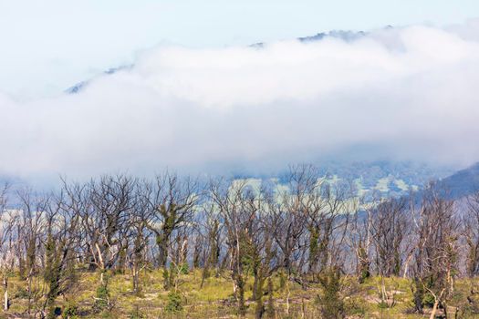 Low clouds in a valley of forest regeneration after bushfires in The Blue Mountains in regional New South Wales in Australia