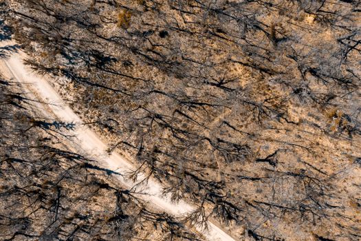 Aerial view of a dirt road running through a forest affected by bushfire in the Central Tablelands in regional New South Wales in Australia
