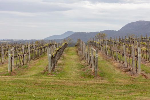 Rows of grape vines in a vineyard in regional New South Wales in Australia