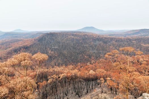 Severely burnt Eucalyptus trees after a bushfire in The Blue Mountains