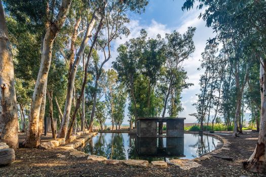 View of Ein Yizreel (spring of Jezreel), a water pool with Eucalyptus trees, in the Jezreel valley, Northern Israel