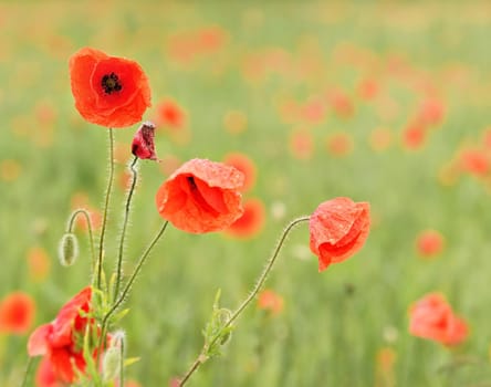 Wild red poppy flowers growing in green field of unripe wheat, close up detail on bright petals covered with rain drops.