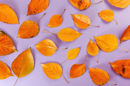 Orange coloured autumn leaves on lilac board, closeup top down view.