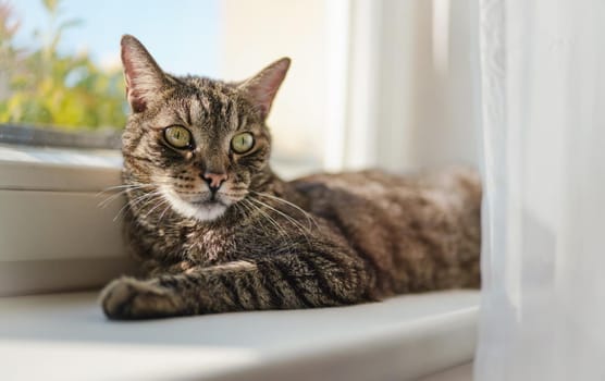 Gray brown tabby cat relaxing on window sill ledge, sun shines to himr, closeup detail.