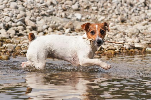 Small Jack Russell terrier walking near shallow river shore, exploring water and wet stones, carrying thin wooden branch in mouth, closeup detail.