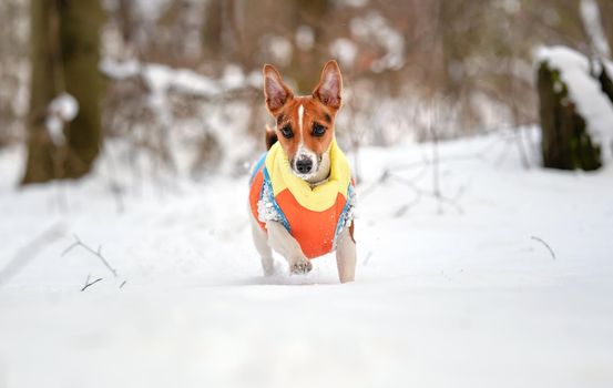 Jack Russell terrier walking in deep snow covered field towards camera, wearing winter warm clothes.