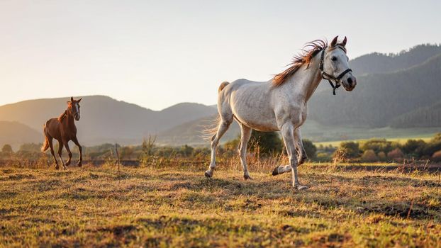 White Arabian horse running on grass field another brown one behind, afternoon sun shines in background.