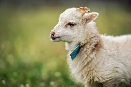 Young ouessant sheep or lamb with blue tag around neck, grazing on green spring meadow, closeup detail.